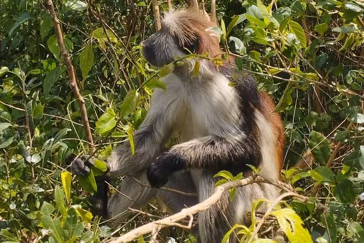 Red colobus monkey perched on a branch in Jozani Forest, a key attraction on Zanzibar's nature tours.