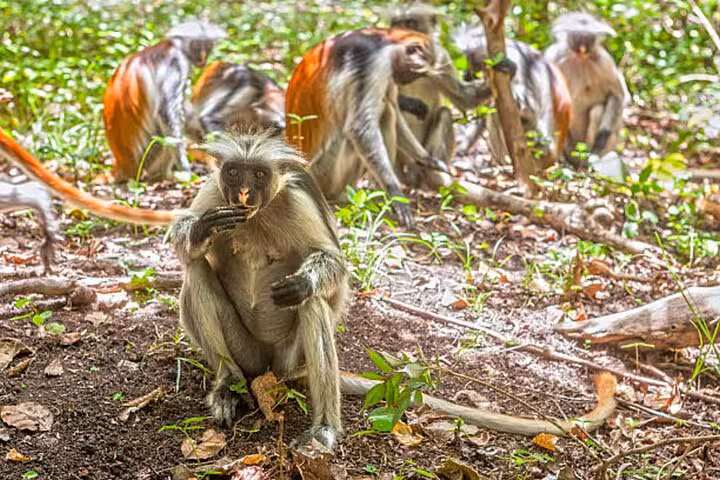 Red colobus monkeys foraging on the forest floor in Jozani Forest, Zanzibar, during an eco-tour adventure.