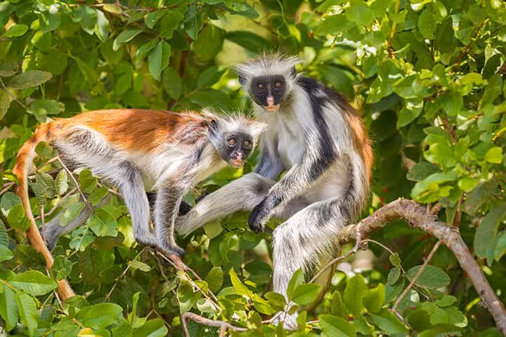 Two red colobus monkeys perched on a branch in Jozani Forest, showcasing Zanzibar's unique wildlife.