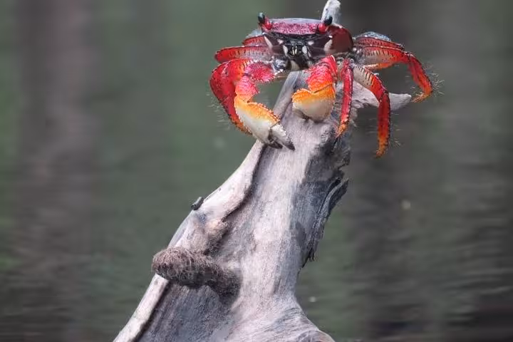 Vibrant red crab perched on a mangrove branch during Paraty Tours beach kayak adventure.