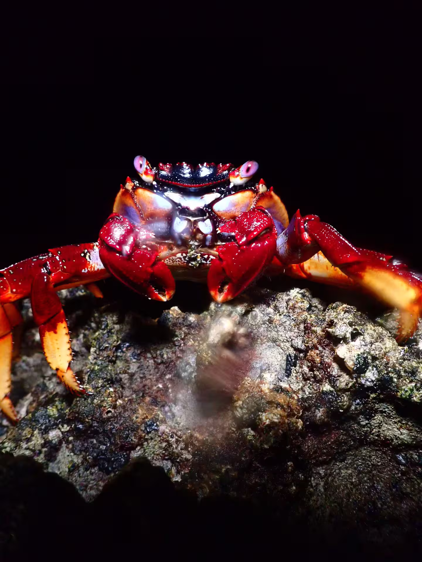 Vibrant red crab illuminated against a rocky backdrop during an exciting private night snorkeling adventure.