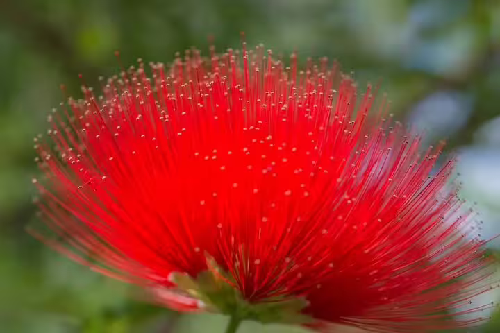 Vibrant red exotic flower in Chania's botanical garden, perfect for a half-day private tour experience.
