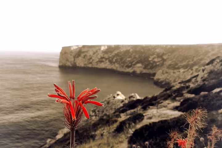 Vibrant red flower overlooking stunning coastal cliffs in the West Coast Natural Park 4x4 half-day adventure.