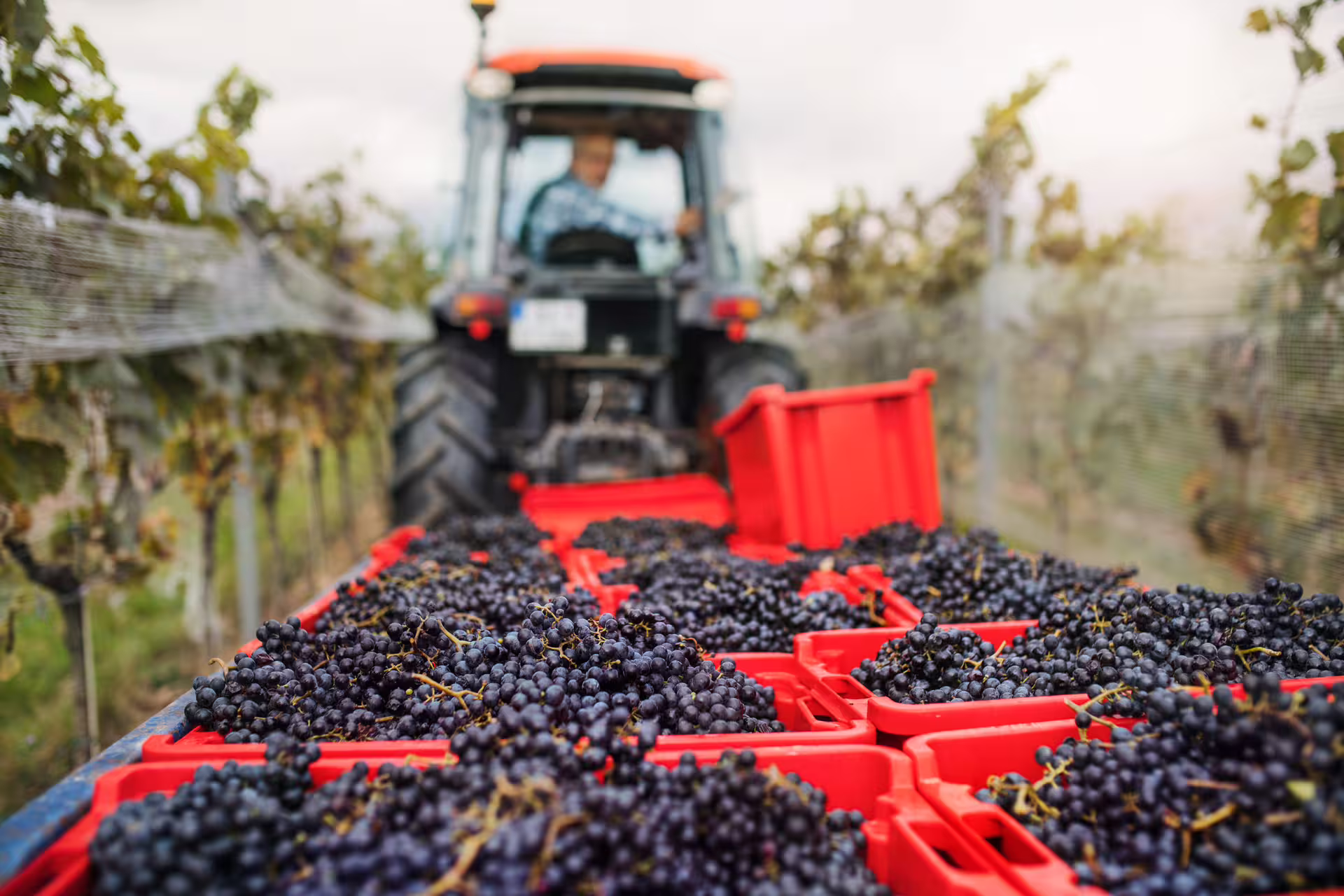 Red grape harvest crates on a tractor trailer in vineyard rows, authentic wine tour during harvest season