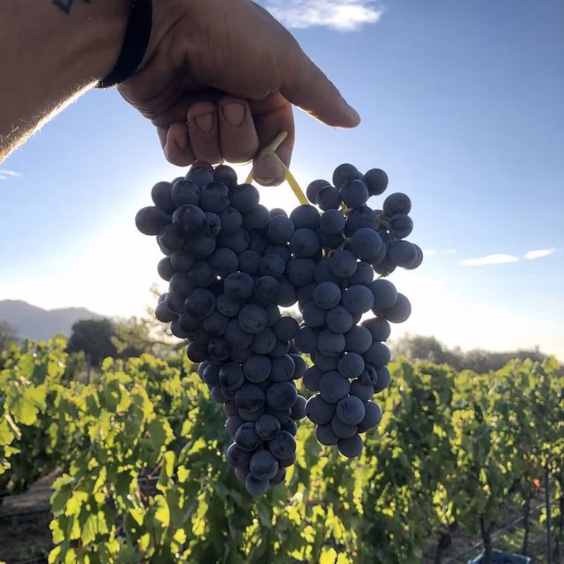 Hand holding a lush bunch of red grapes in a scenic Gallura vineyard under a clear blue sky in Olbia.