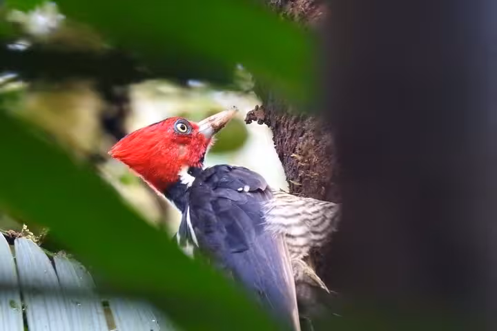 Red-headed woodpecker pecking a tree trunk in a dense forest, observed on a bird watching tour.