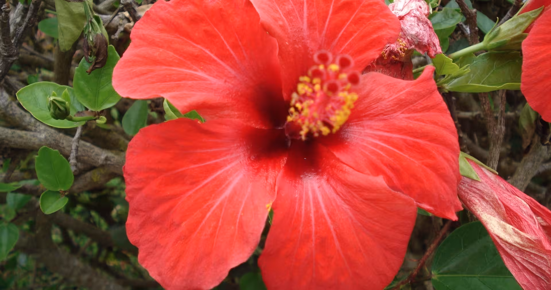 Close-up of a red hibiscus in Madeira gardens, a scenic nature highlight on a 4-day Madeira levada hike tour