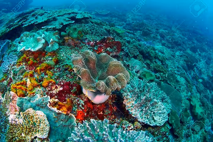 Colorful Red Sea coral reef snorkeling stop on private boat trip from Hurghada to Makadi and Soma Bay