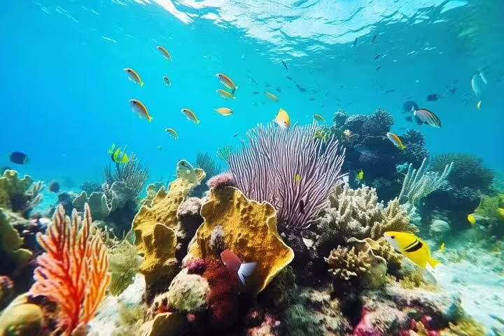 Colorful Red Sea coral reef and tropical fish, snorkeling stop on VIP boat day trip from Hurghada