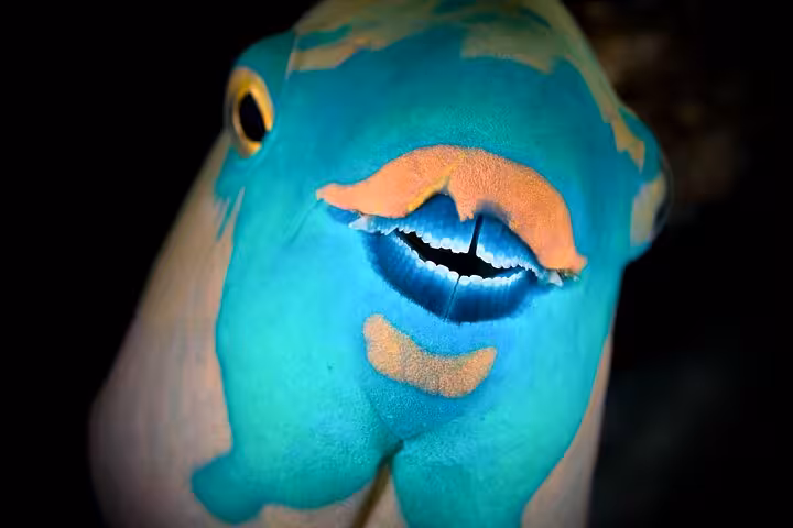 Close-up of colorful Red Sea reef fish on a Hurghada scuba diving trip for beginners and certified divers