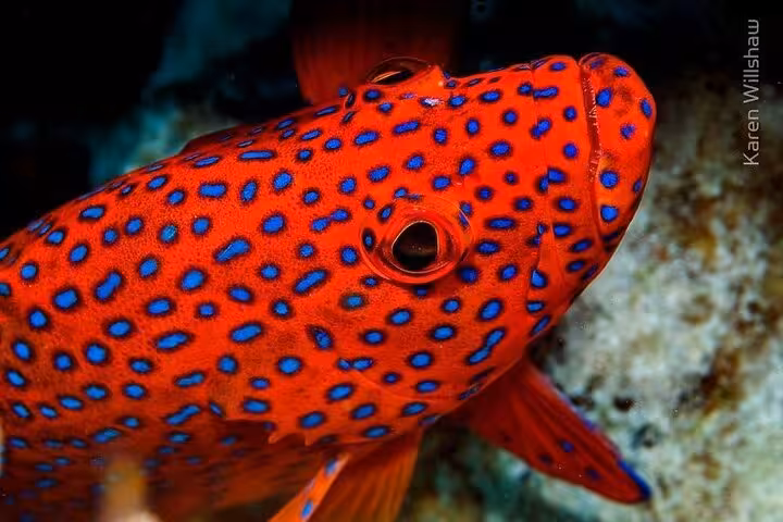 Close-up of vibrant Red Sea reef fish while snorkeling on White Island and Ras Mohammed boat trip
