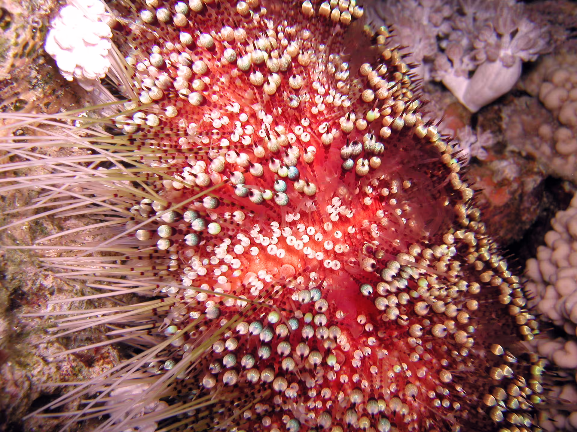 Close-up of a colorful Red Sea sea urchin on coral reef, Abu Dabbab snorkeling tour from Hurghada