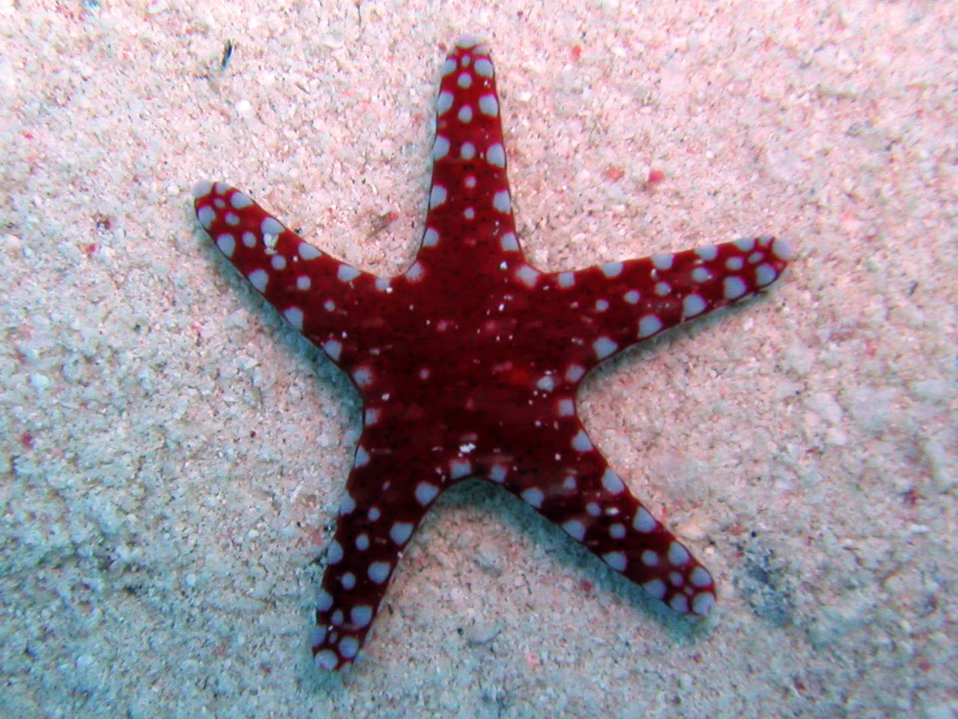 Red starfish on sandy seabed in Abu Dabbab Bay, a highlight of the Hurghada to Abu Dabbab tour