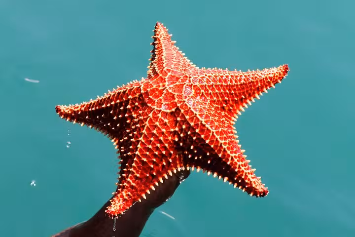 Close-up of a stunning red starfish held above the turquoise waters of Saco Mamanguá Fjord.