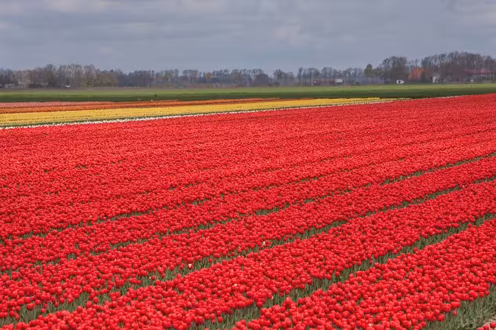 Vast red tulip field on the Noordoostpolder tulip route, a scenic spring day trip from Amsterdam