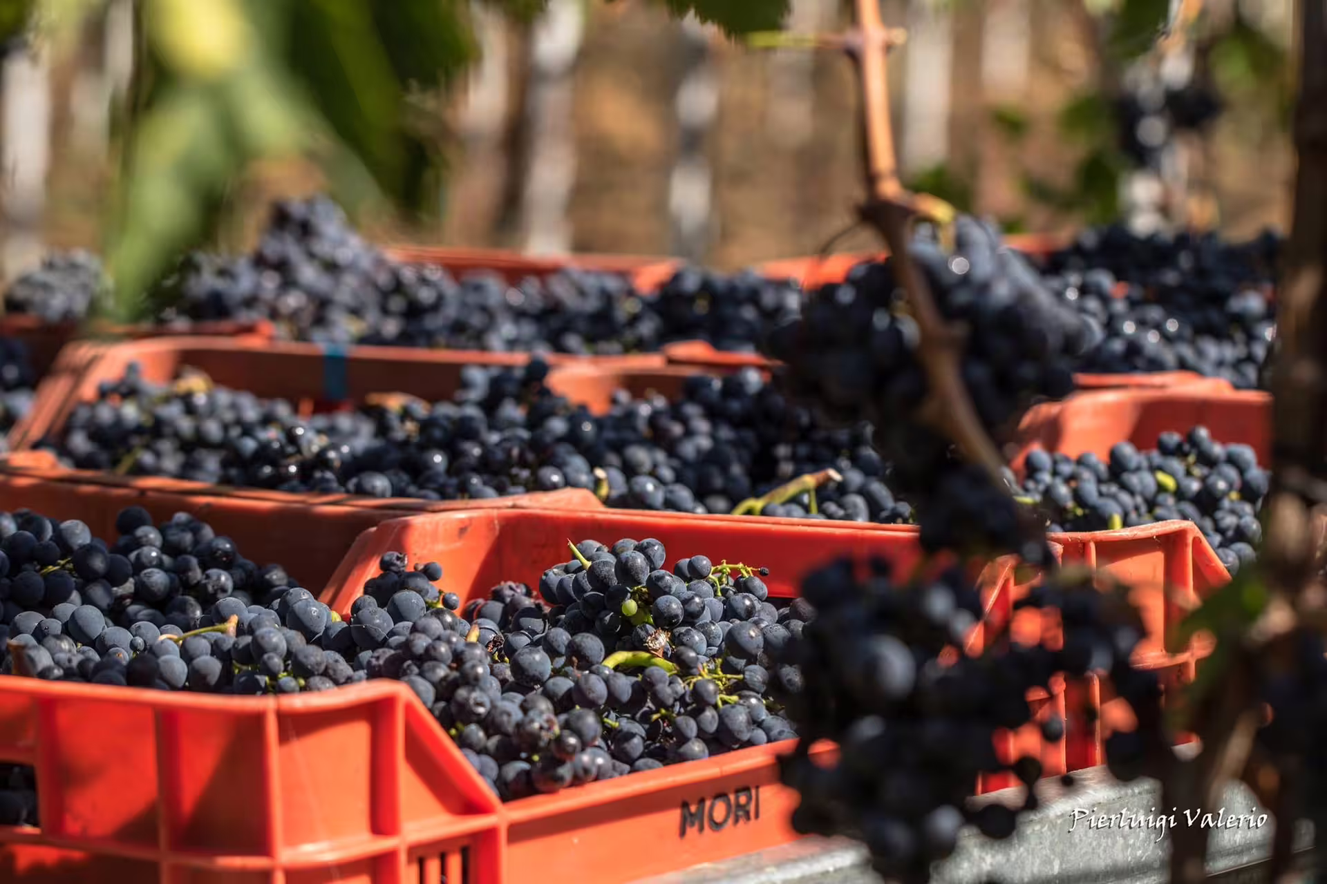 Harvested red wine grapes in orange crates at a vineyard, perfect for a harvest season wine tour experience