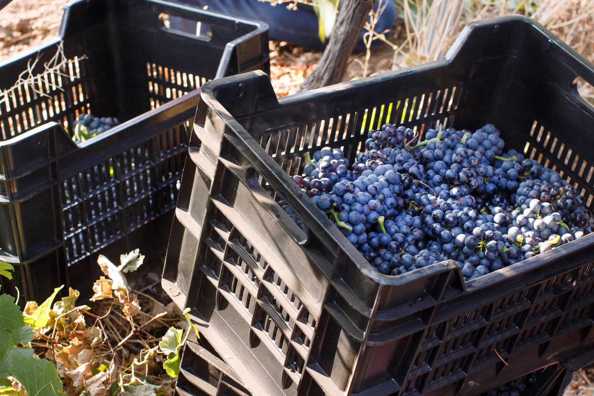 Crates of freshly picked red wine grapes in a vineyard during harvest, part of a guided wine tour experience