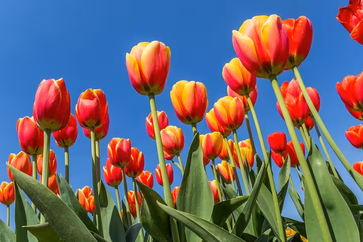 Close-up of red and yellow tulips under blue sky on Noordoostpolder Tulip Route day tour from Amsterdam