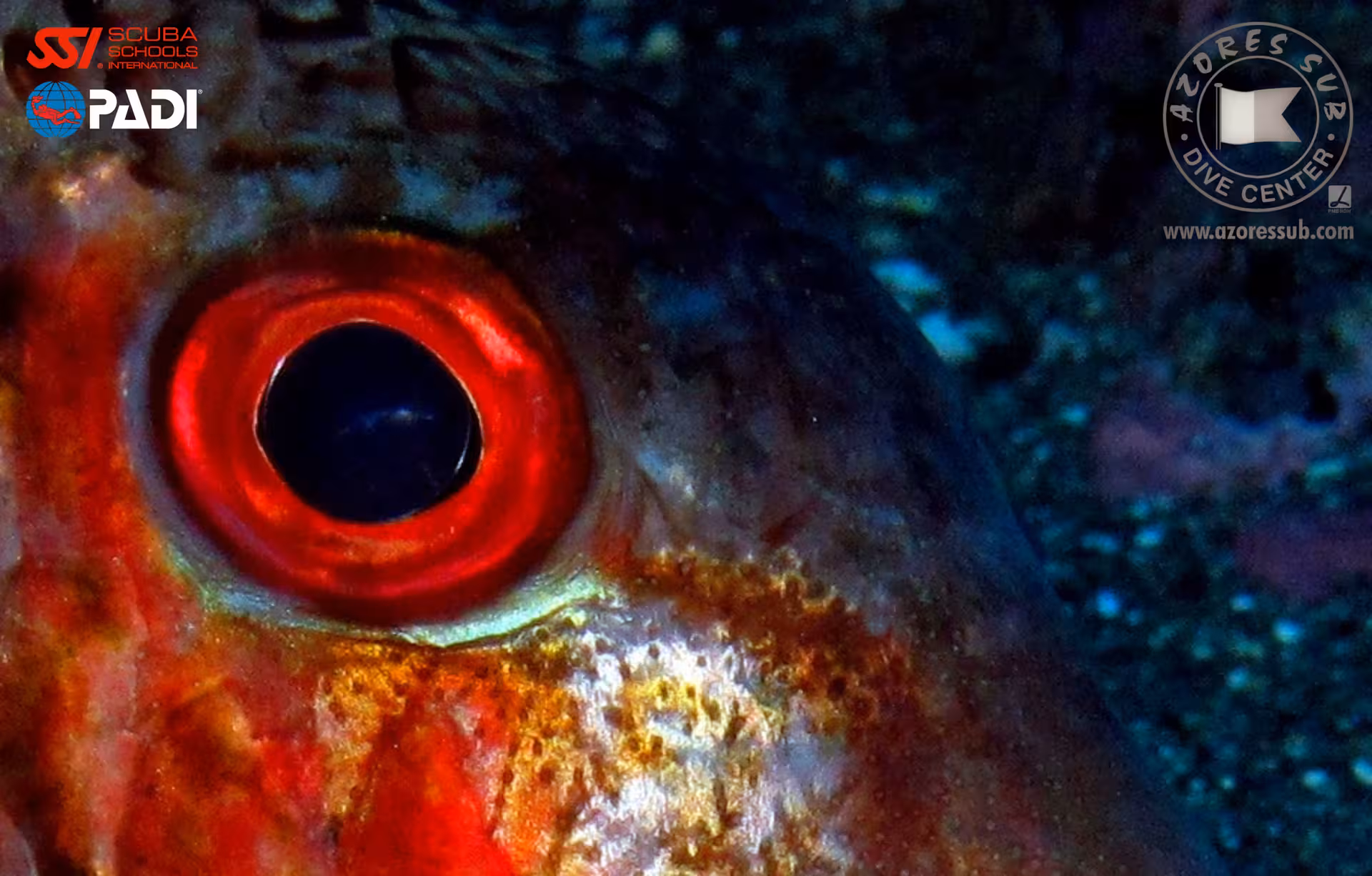 Macro of reef fish with vivid red eye in Atlantic waters, featured on marine ecology and coral ID dive tour