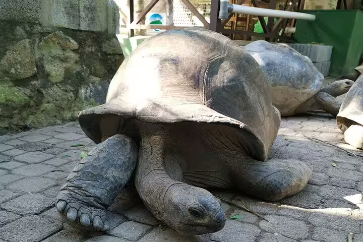 Majestic giant tortoise resting on a cobblestone path, part of the unique wildlife experience on the Reef Safari tour.