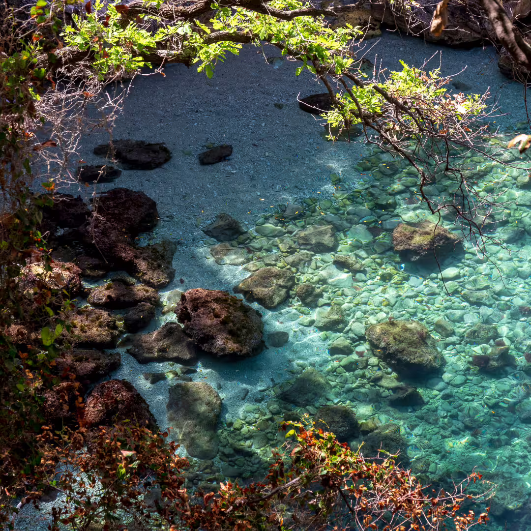 Crystal-clear turquoise pool with rocks and overhanging foliage at Regina Giovanna, a hidden cove visited on the Massa Lubrense trek