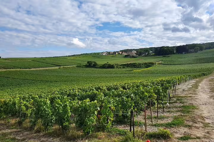 Panoramic Reims Champagne Region vineyard rows under blue skies, scenic view on private day trip from Paris