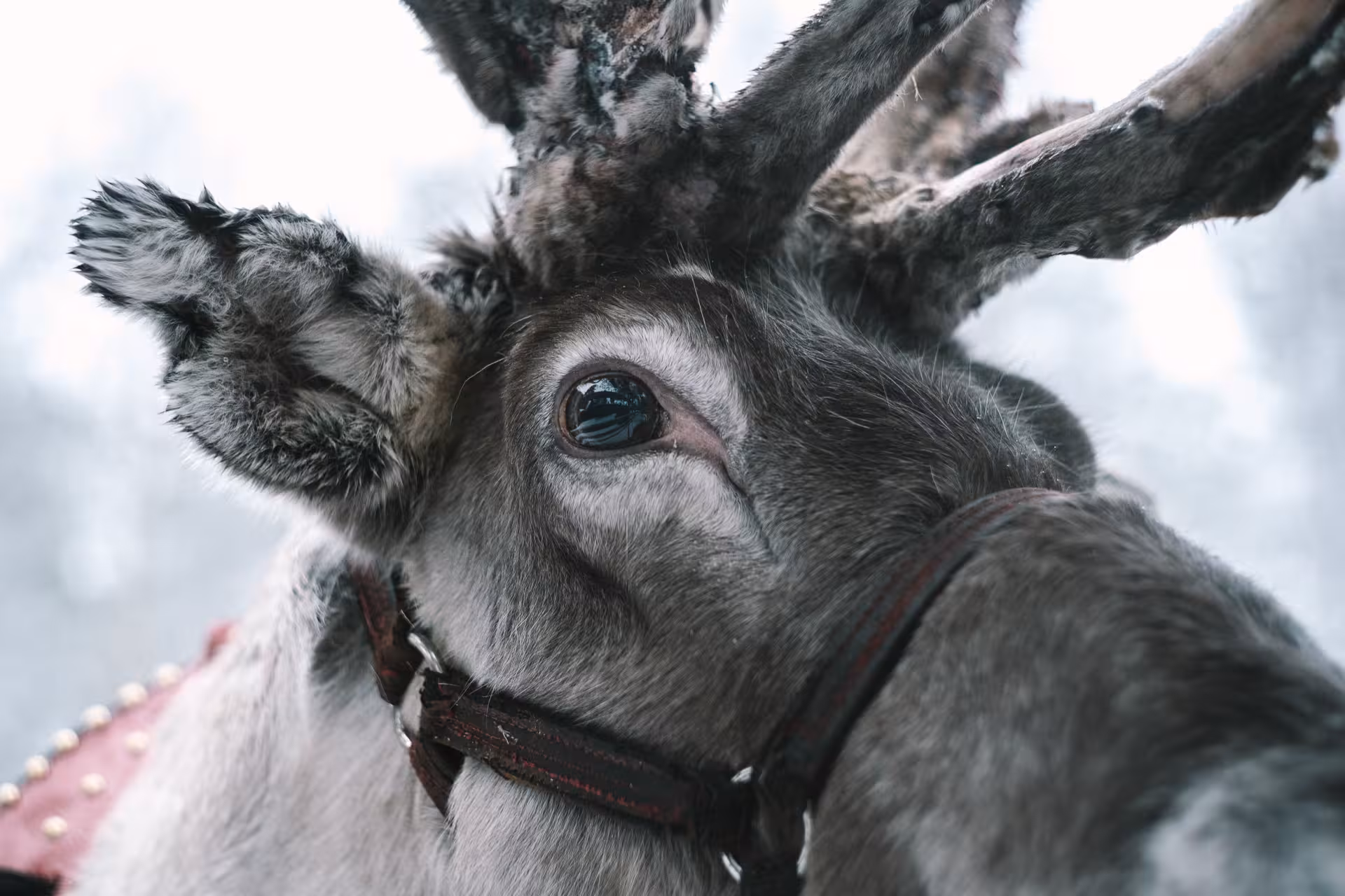 Close-up of a reindeer with detailed antlers at a reindeer farm, part of a self-drive husky ride tour.
