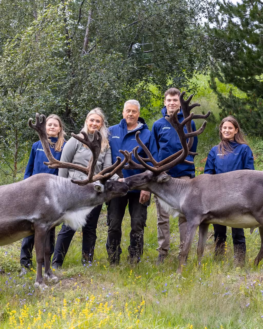 Staff with two reindeer in a green meadow at Reindeer Park Iceland, guided wildlife tour and photo experience
