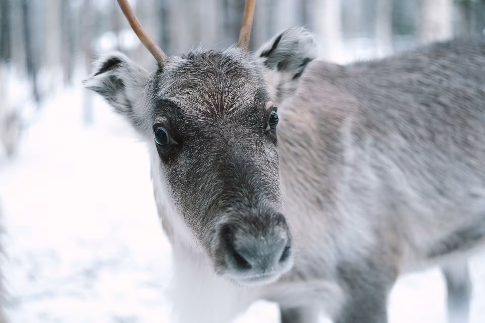 Close-up of a reindeer in snowy forest at a reindeer farm, part of a self-drive husky ride and tour combo.