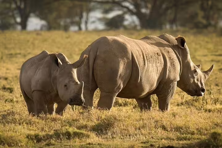 A family of rhinos grazes in the open savannah, showcasing wildlife experiences on the 4-Day Masai Mara Safari tour.