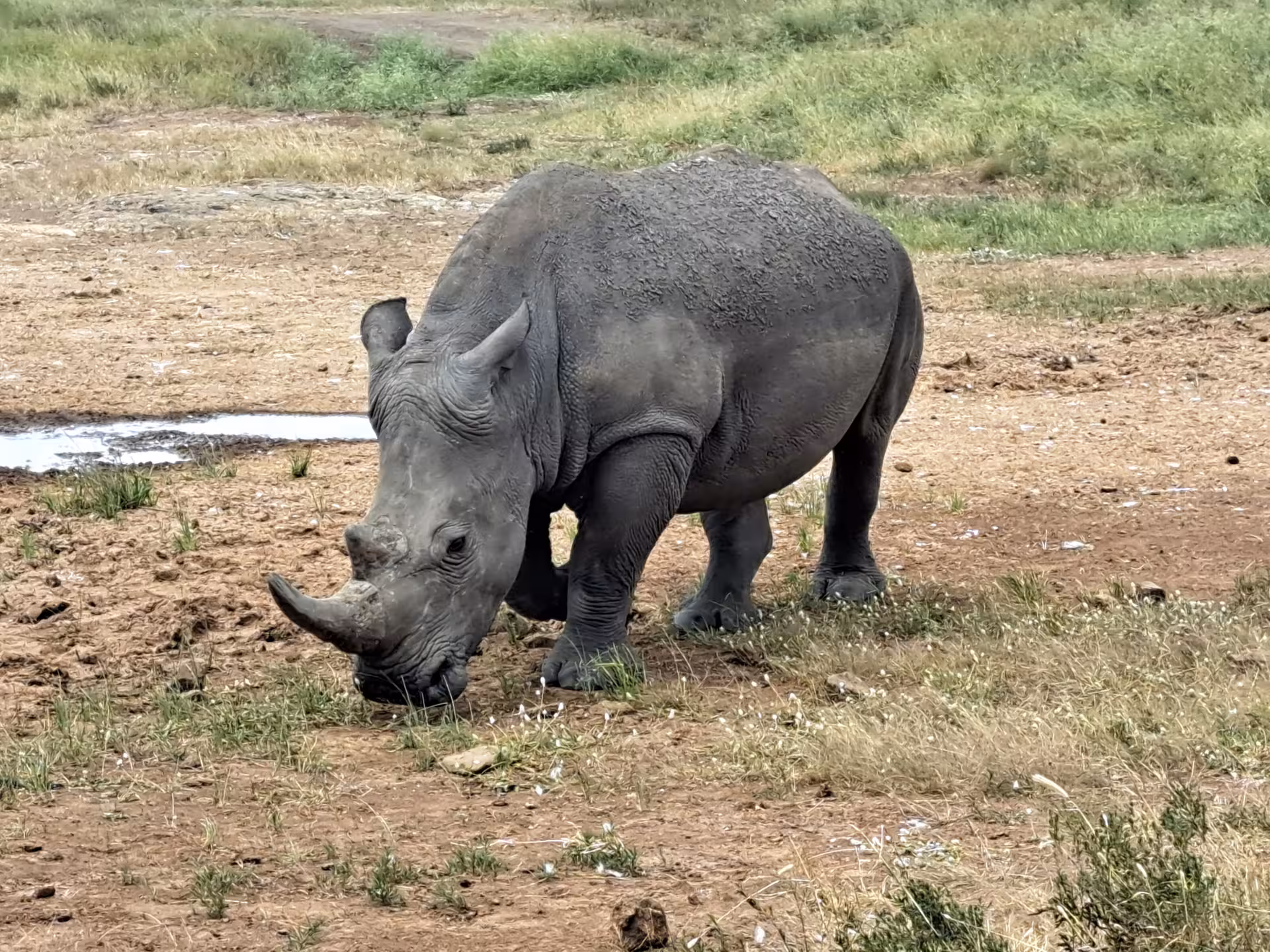 A majestic rhinoceros grazing in the Maasai Mara, part of the Nairobi, Naivasha, Maasai Mara & Coast Golf Adventure.