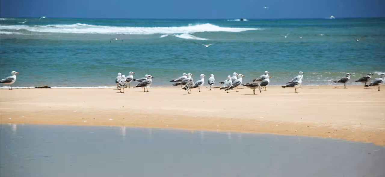 Seagulls on a sandy beach in Ria Formosa Natural Park, a scenic stop on the Faro 2-island boat tour