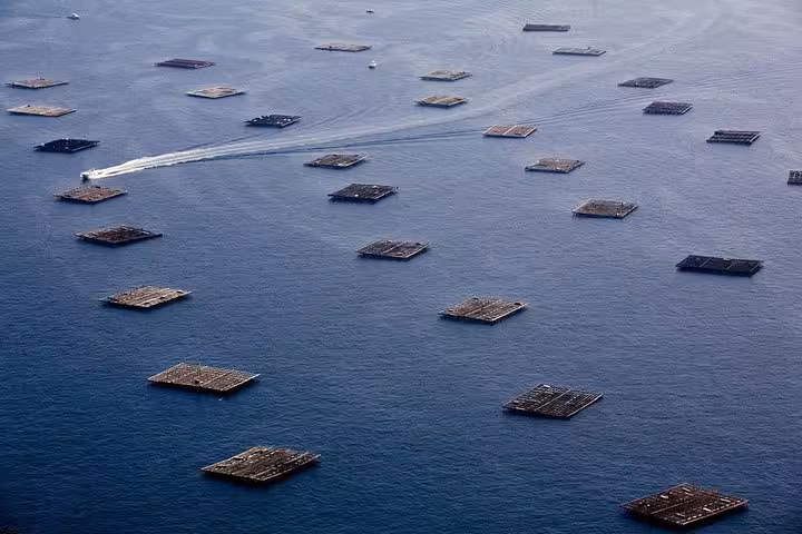 Aerial view of mussel platforms in Rias Baixas, showcasing Galicia's rich seafood culture on the tour.