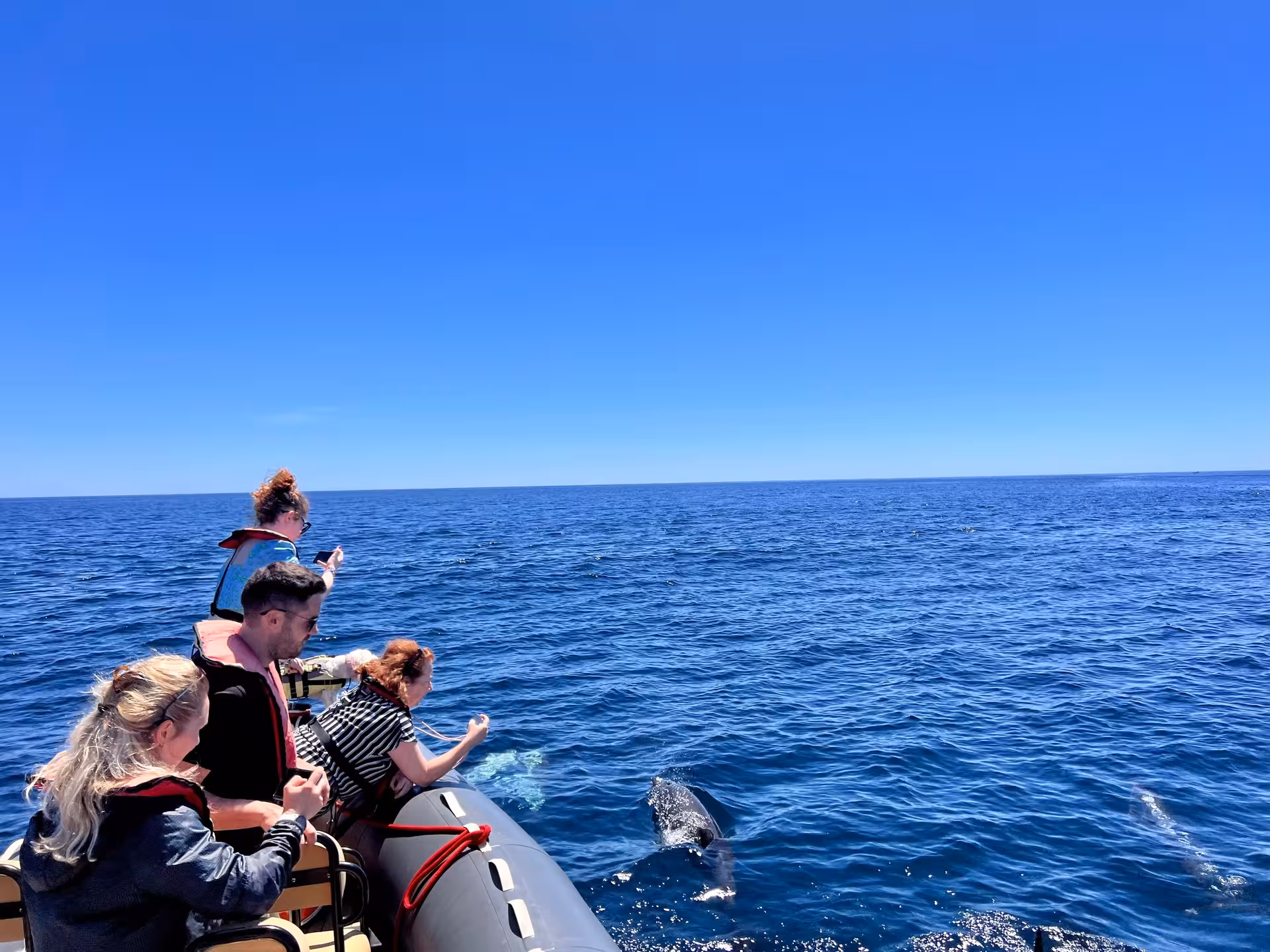 Guests on a RIB boat watch wild dolphins surfacing alongside during a sunny Atlantic ocean marine wildlife expedition tour