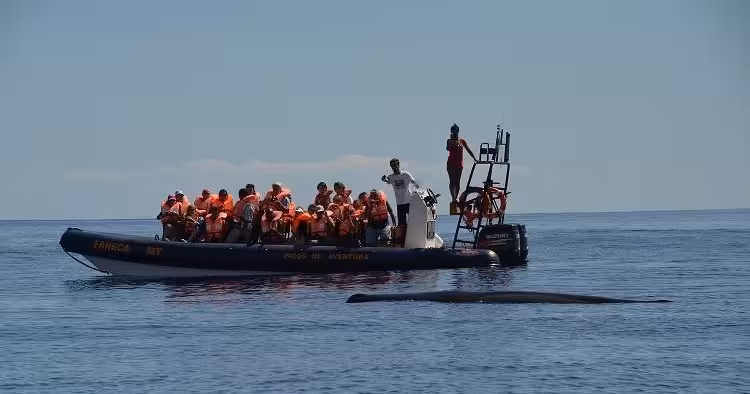 RIB boat whale watching tour with passengers in life jackets as a whale surfaces beside the boat offshore