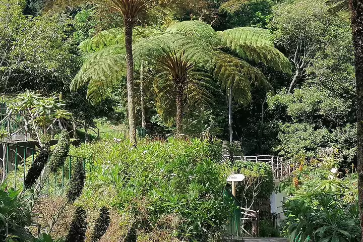 Lush green landscape with tall fern trees at Ribeiro Frio, a scenic spot on the Portela tour in Madeira.