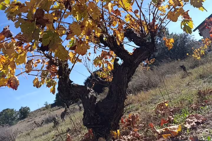 Close-up of a vibrant autumn vineyard in Ribera del Duero, showcasing colorful leaves and rich winemaking heritage.