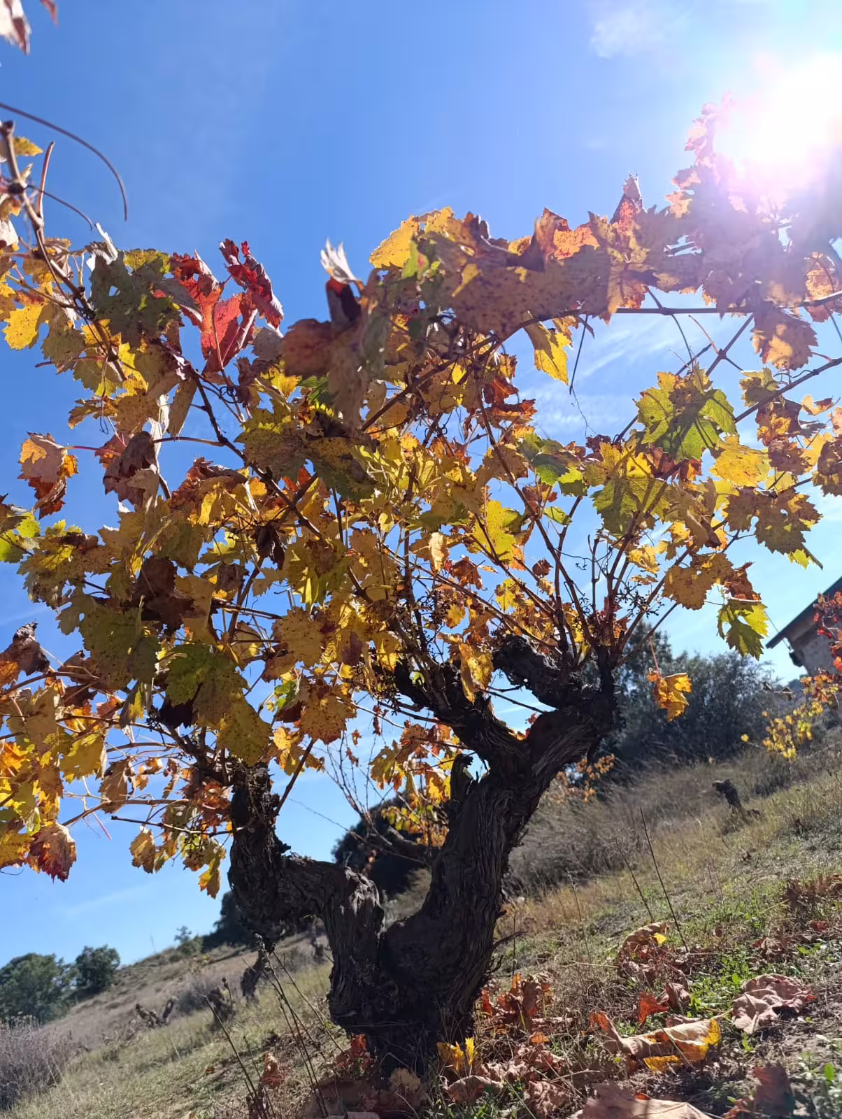 Discover Ribera del Duero's autumn vineyards with colorful grapevines under a bright blue sky.