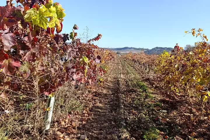 Vibrant autumn vineyard in Ribera del Duero on a sunny day during a private wine tour from Madrid.