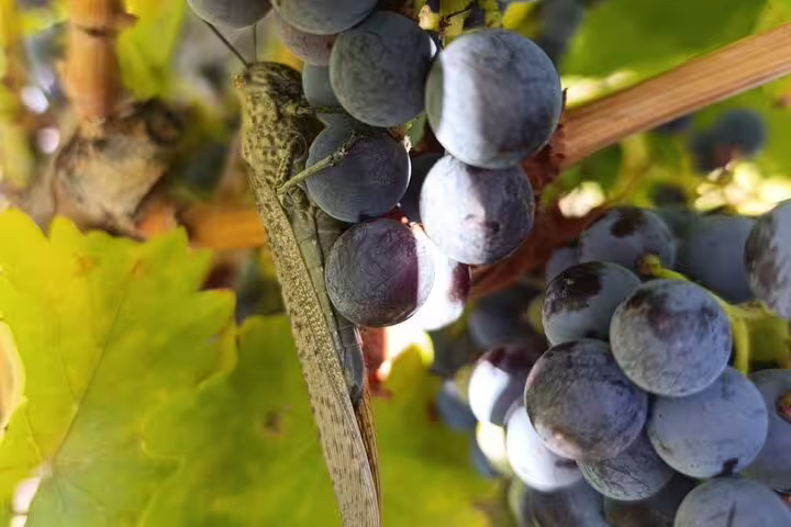 Close-up of ripe grapes and a grasshopper in a Ribera del Duero vineyard on a private wine tour from Madrid.