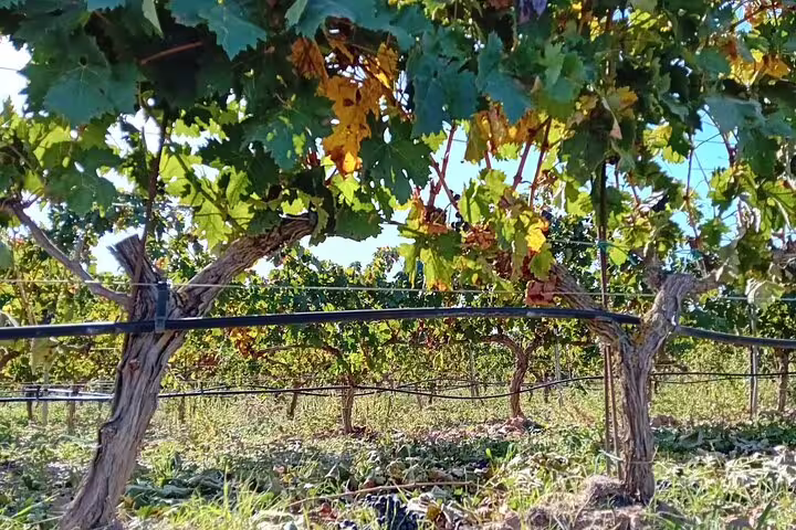 Lush vineyard in Ribera del Duero under the sun, showcasing grapevines for the exclusive wine tour from Madrid.