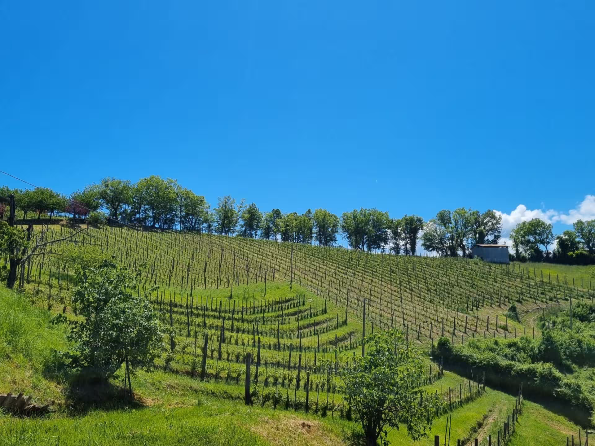 Breathtaking view of a vineyard on a sunny day in Rieti countryside, showcasing lush grapevines and blue skies.
