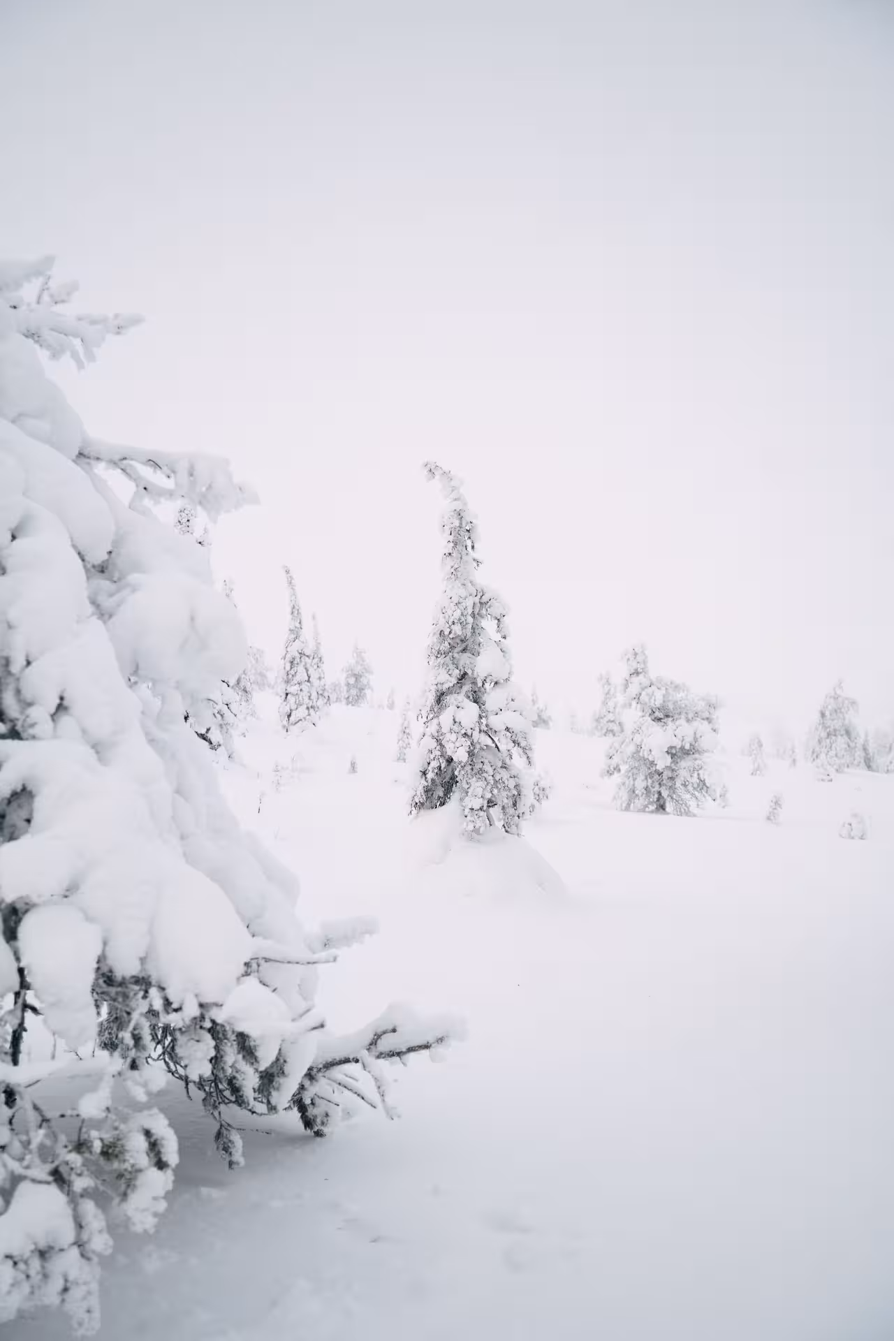 Scenic view of snow-draped trees in Riisitunturi, capturing the serene beauty of a Finnish winter wonderland.