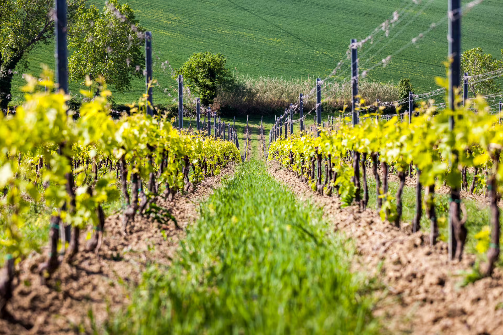 Sunlit vineyard rows near Rimini, Italy, on the San Valentino DOC wine tasting tour in Emilia-Romagna