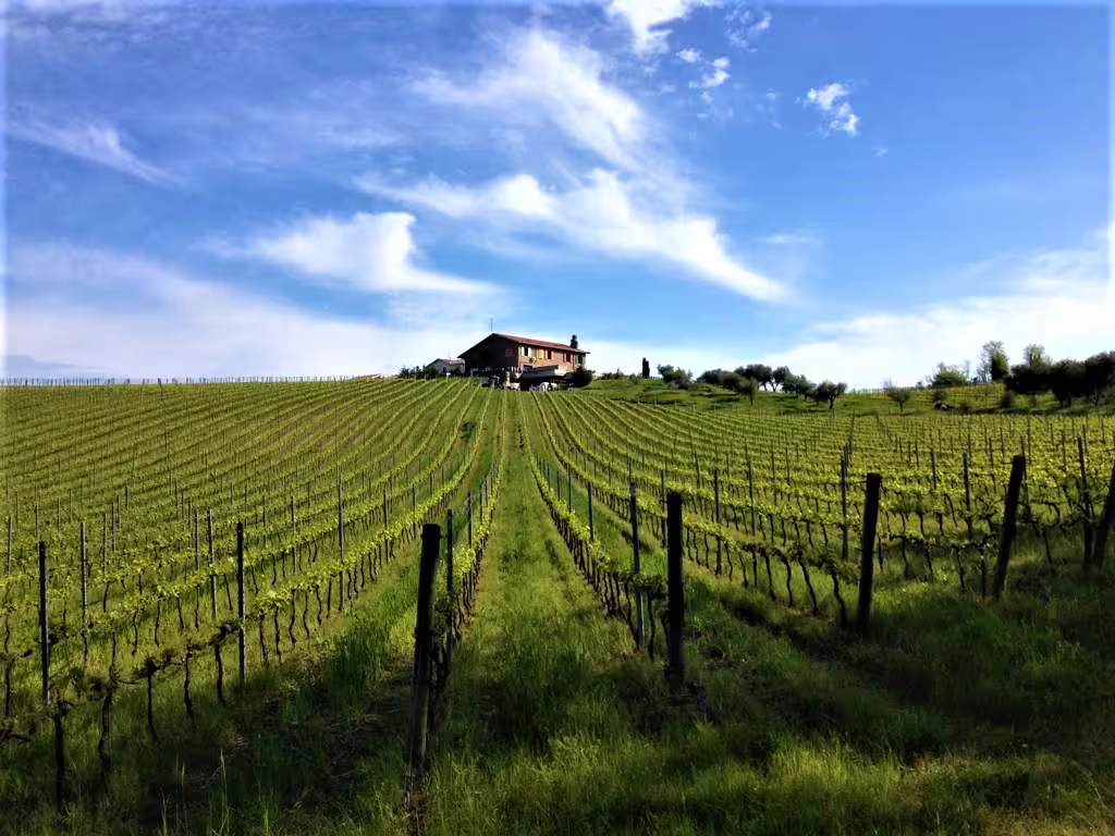 Scenic view of Rimini vineyard under a blue sky, perfect for San Valentino DOC wine tasting tour.