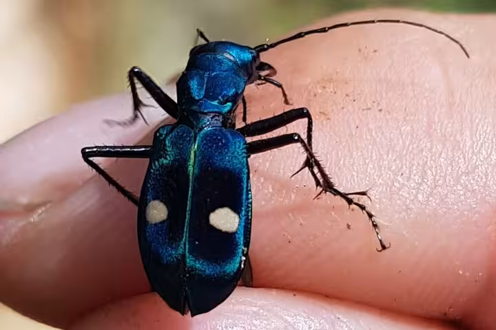 Close-up of a vibrant blue beetle with distinctive white spots, showcasing the diverse wildlife of Rio Celeste.
