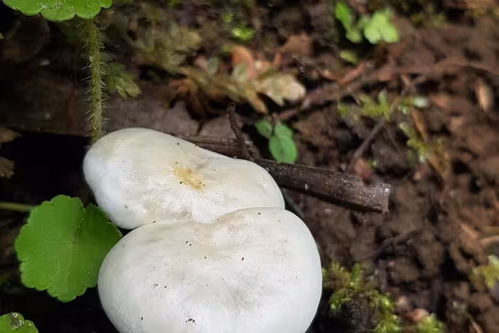Fresh white mushrooms sprout from the forest floor, highlighting the rich biodiversity of the Rio Celeste hike.