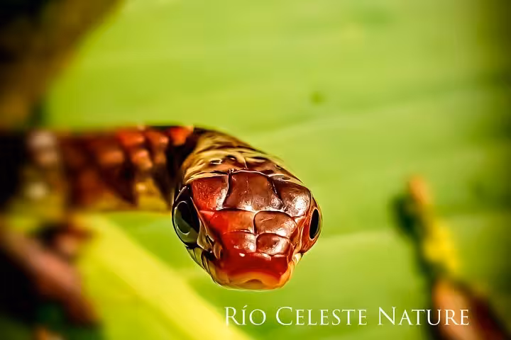 Close-up of a snake with vivid patterns on a leaf during the Rio Celeste Nature Night Walk.