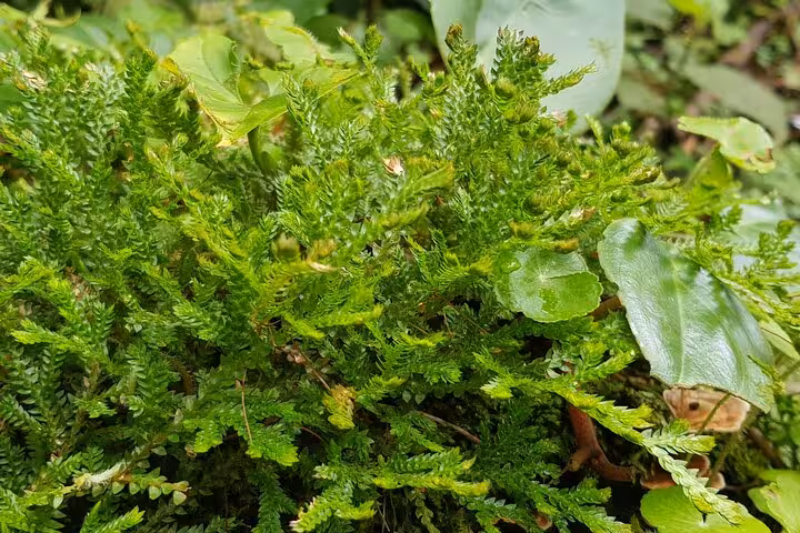 Lush green foliage and moss in the Rio Celeste rainforest, highlighting the area's rich biodiversity and natural beauty.