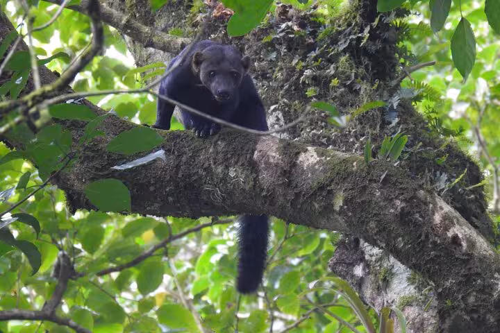 A curious creature peers from a moss-covered tree branch in the verdant Rio Celeste rainforest, enhancing wildlife encounters.